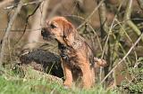 BORDER TERRIER 114